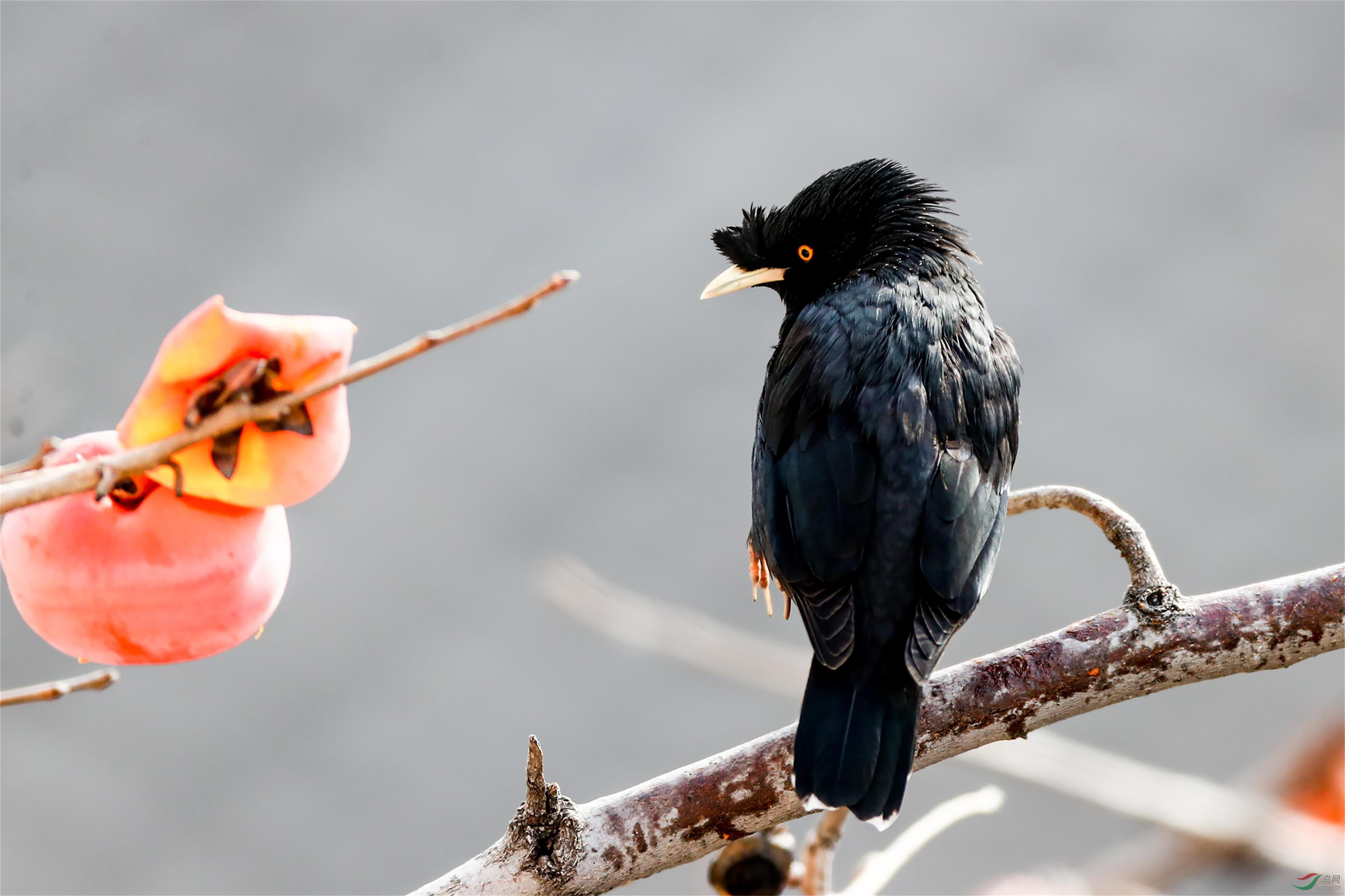 柿子树上的八哥