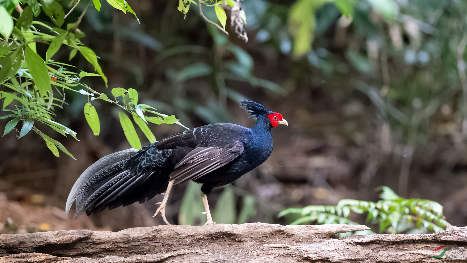 DSC_1312-1.jpg
