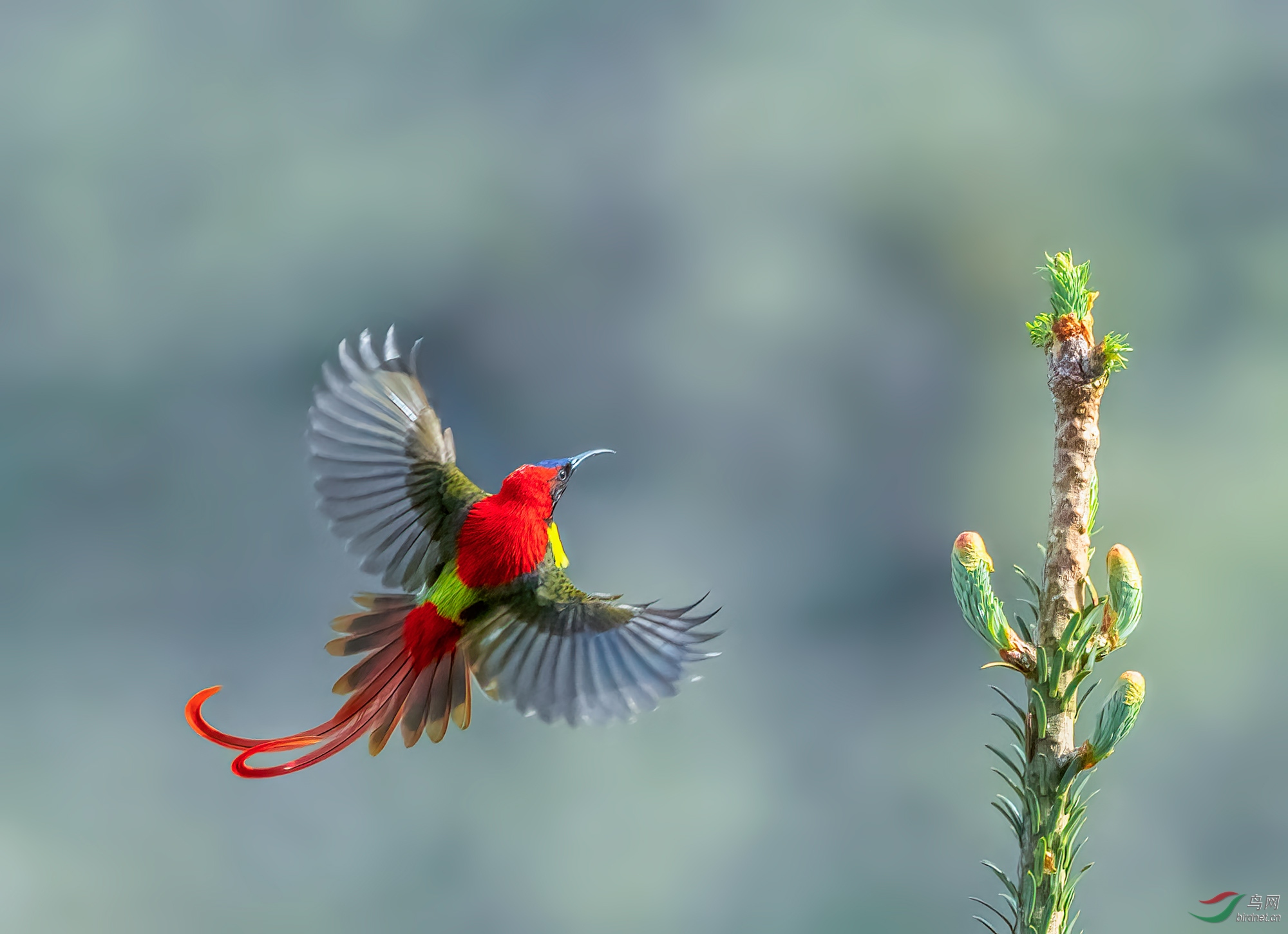 [林鸟] 火尾太阳鸟---祝贺佳作荣获每日一图