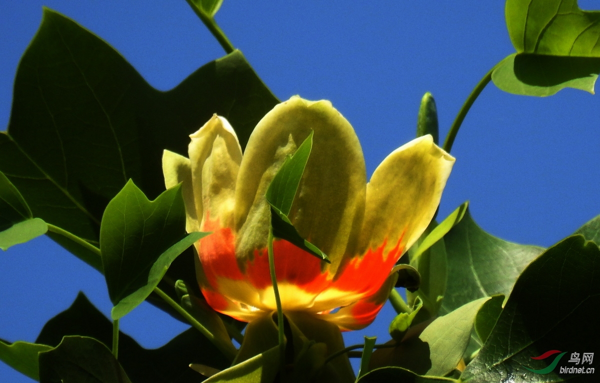 鹅掌木花
