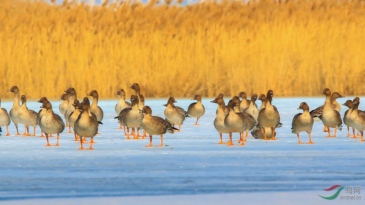 ��ѩ����