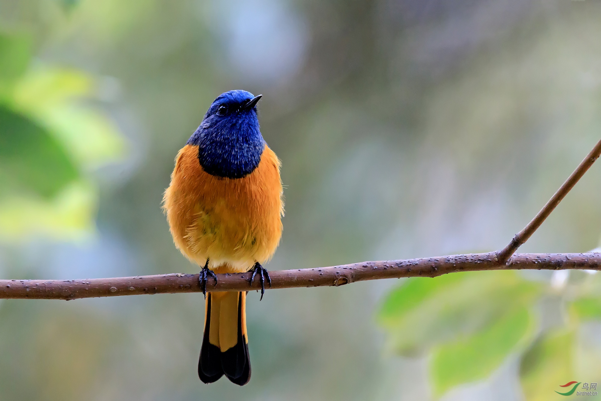 憧憬(蓝额红尾鸲)