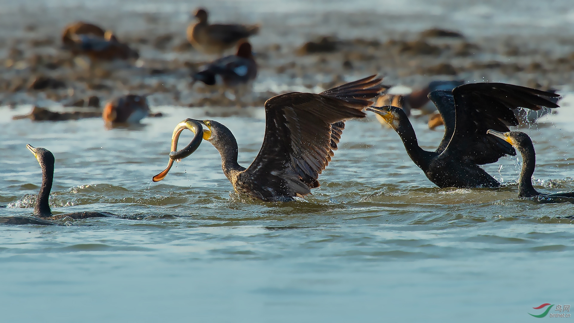 今天抓到鳝鱼啦