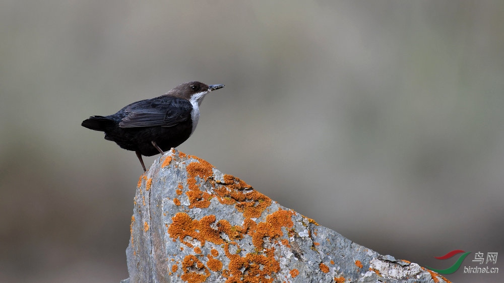 河乌的两种色型