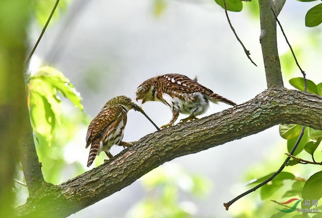 DSC_2245a.JPG