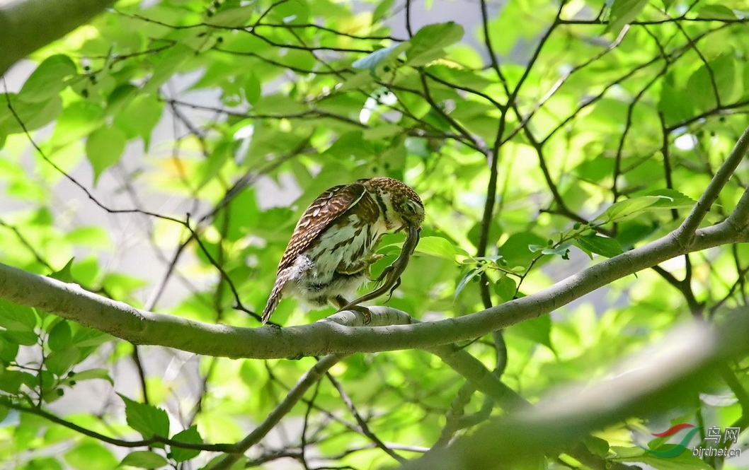 DSC_9304a.JPG