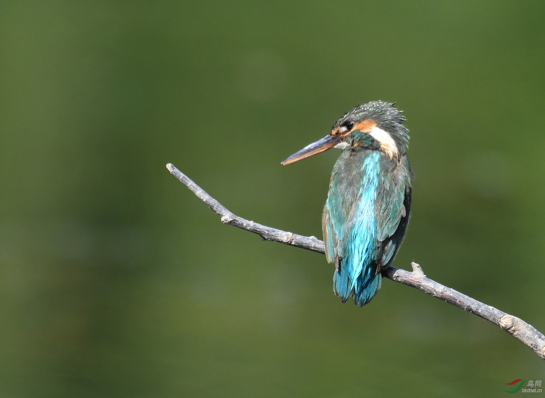 ������Ӱ 7011����.jpg