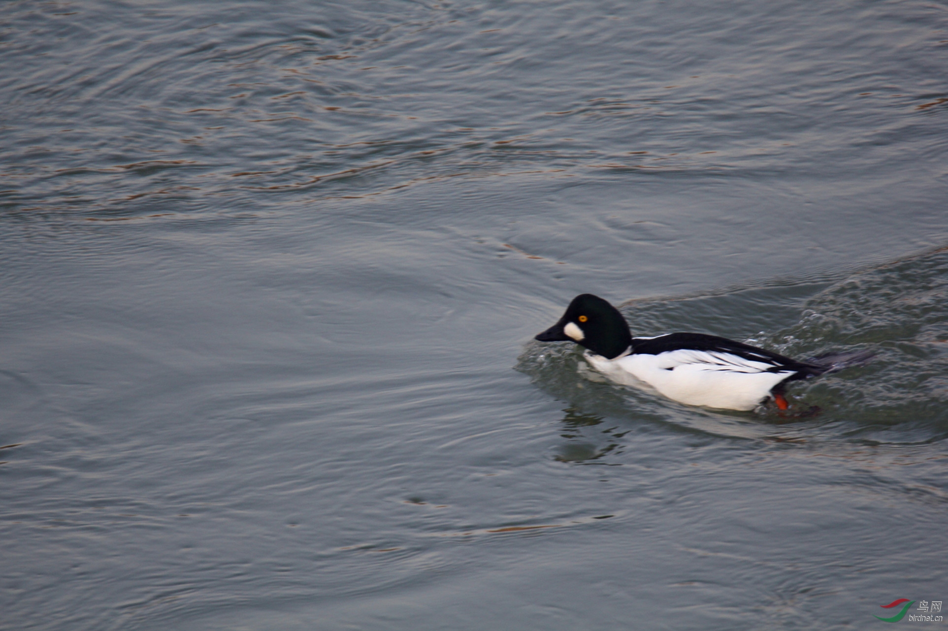 2019-01-26 113_����.jpg