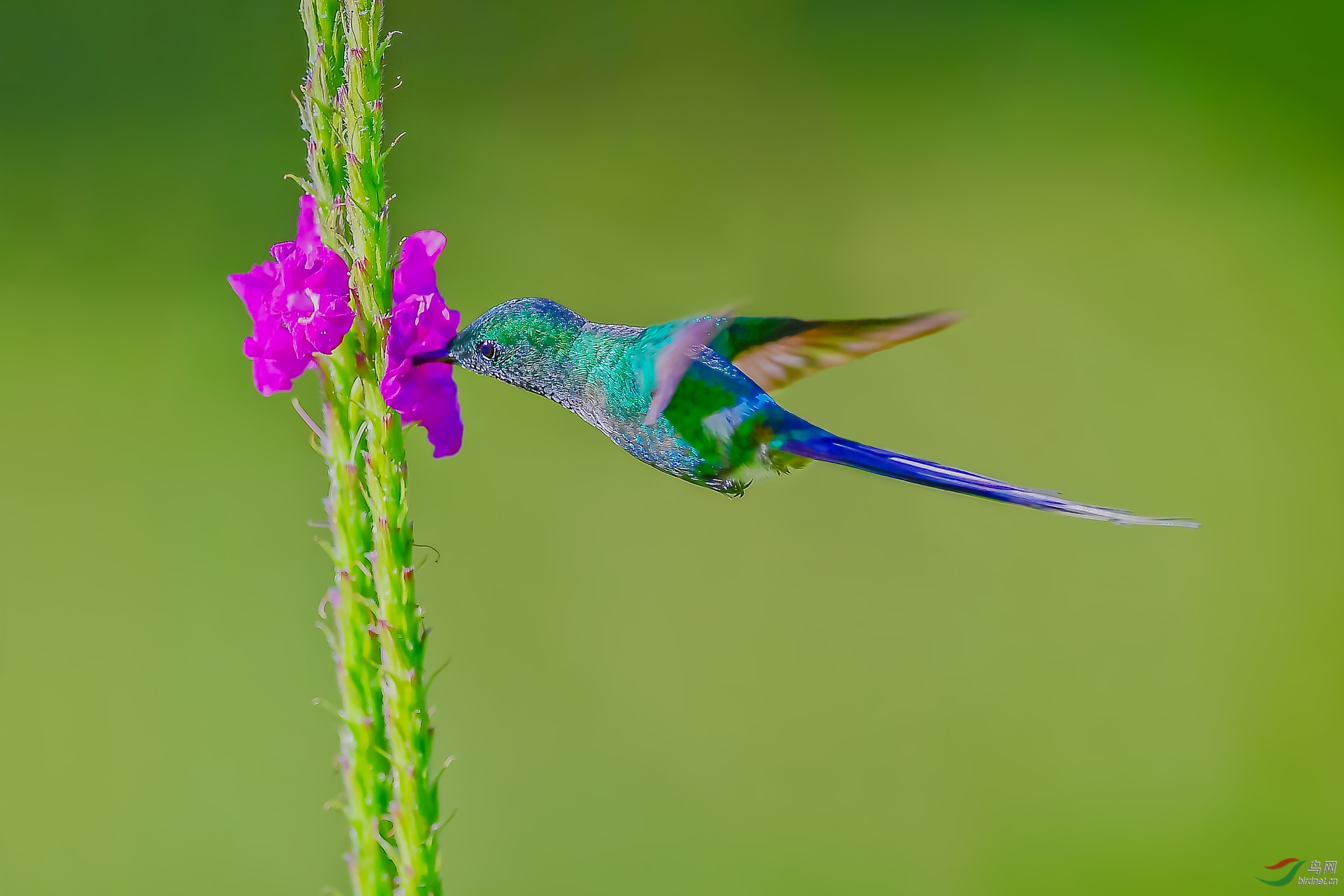 绿刺尾蜂鸟祝贺荣获首页鸟类精华