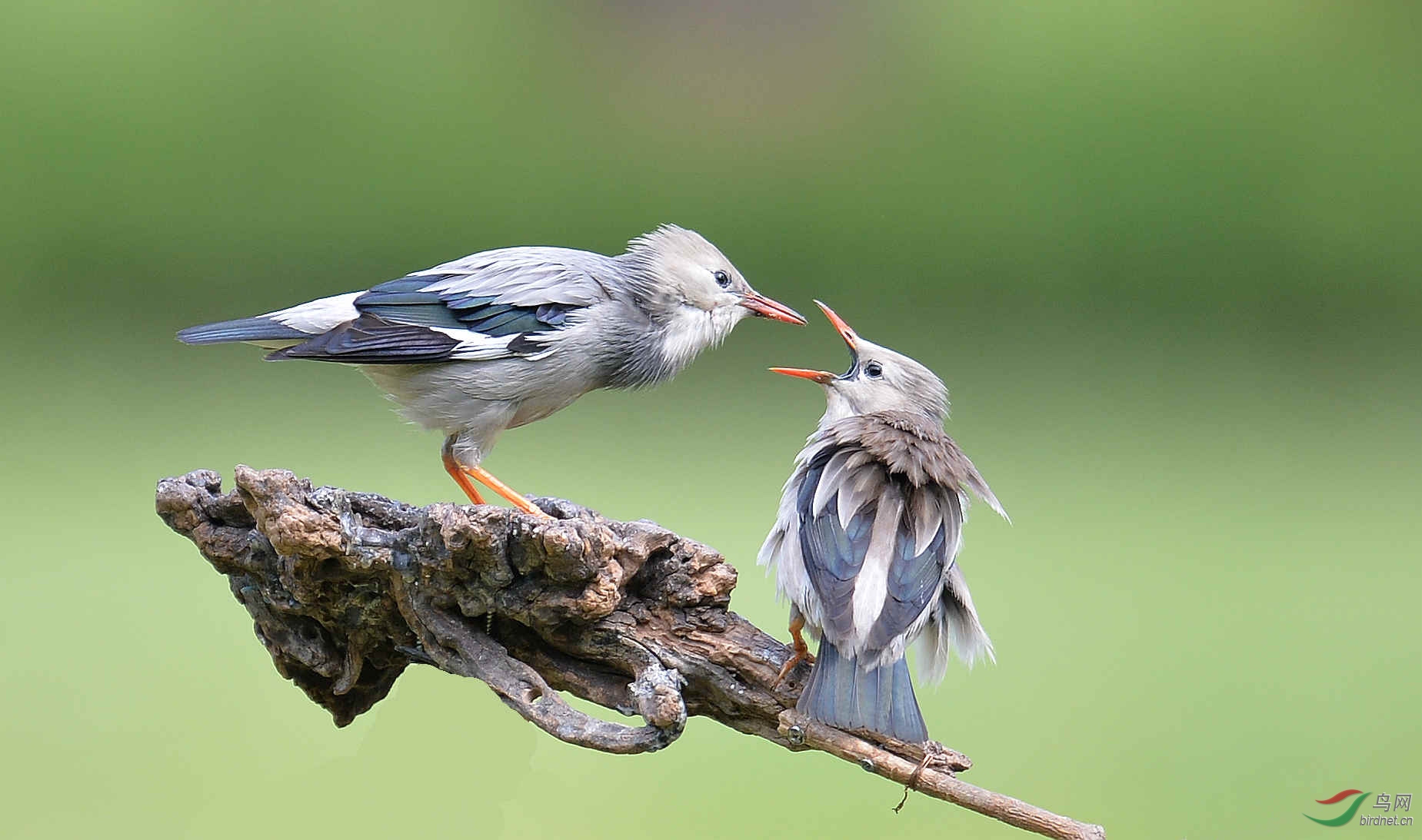 椋鸟:你嘴巴张开!