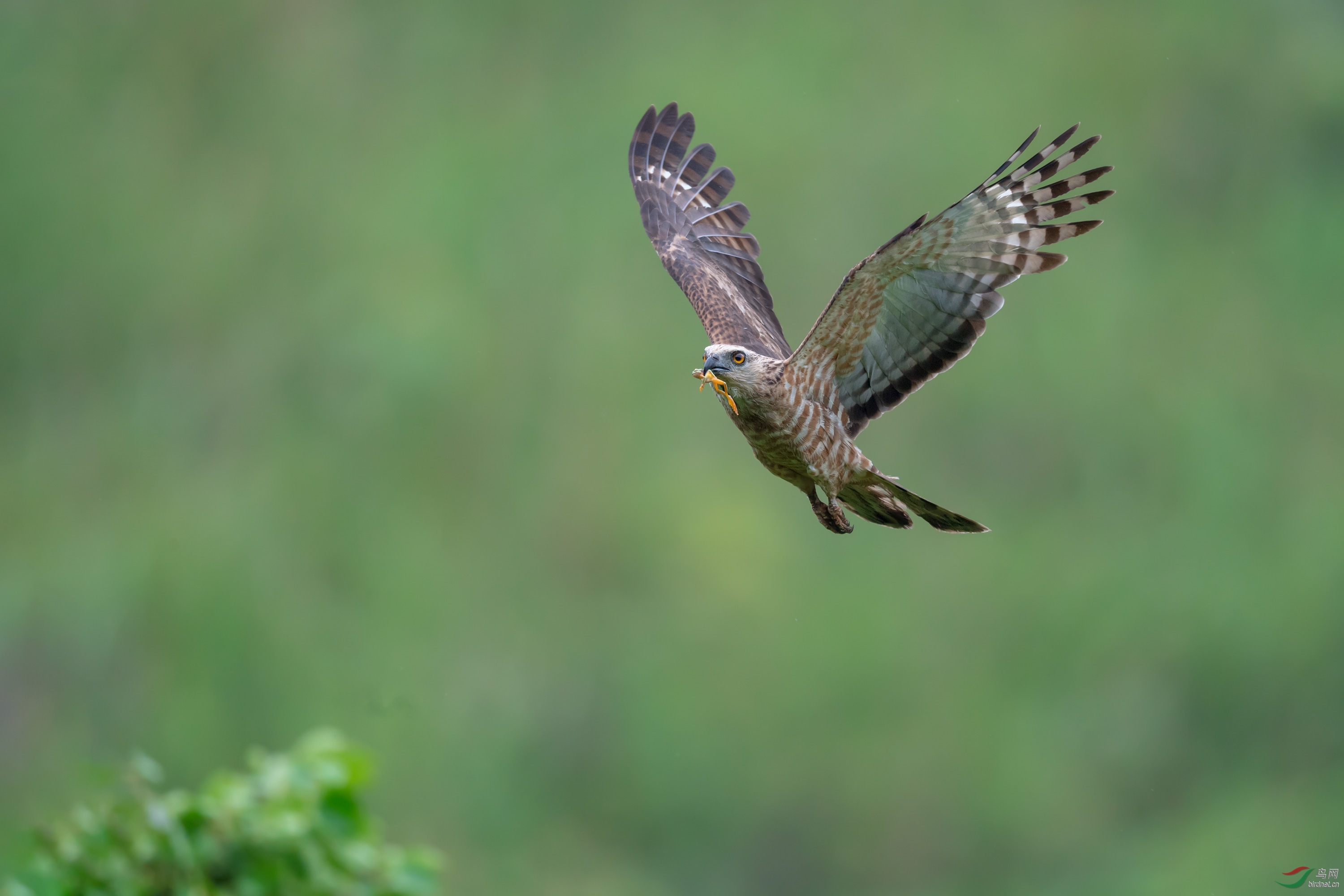 DSC_4717-1.jpg