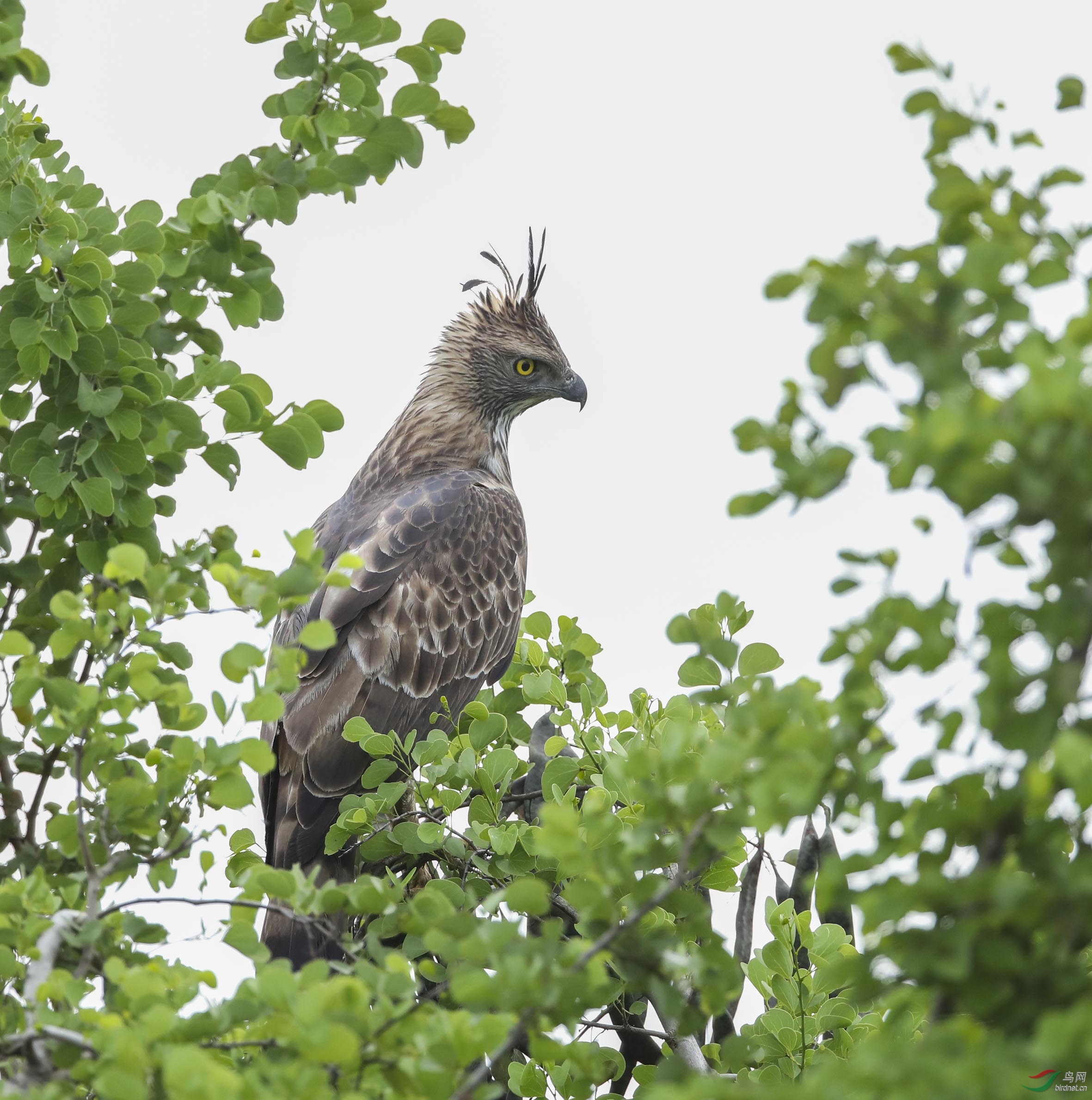 凤头鹰雕 (4).jpg