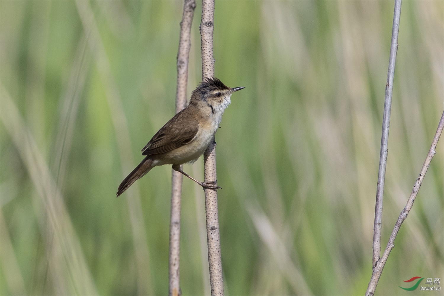 稻田苇莺小蝗�