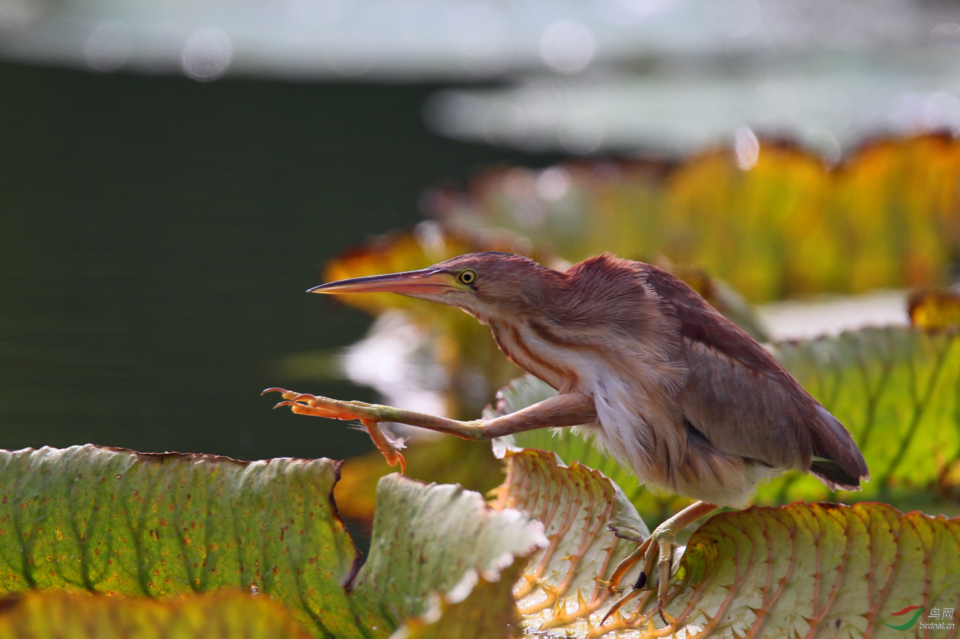 2017-08-29 100_����.jpg