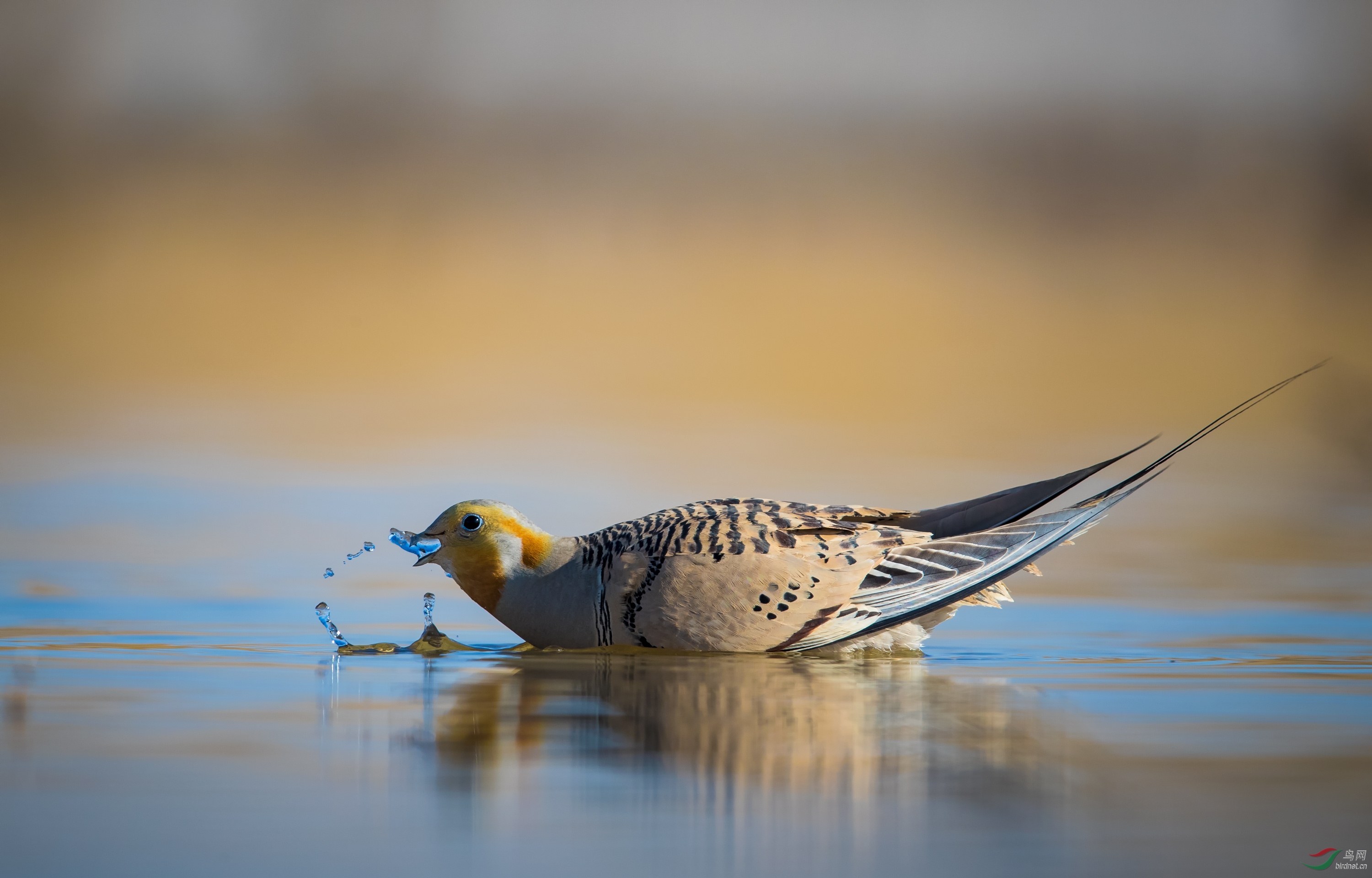 饮水沙鸡贺获鸟类精华