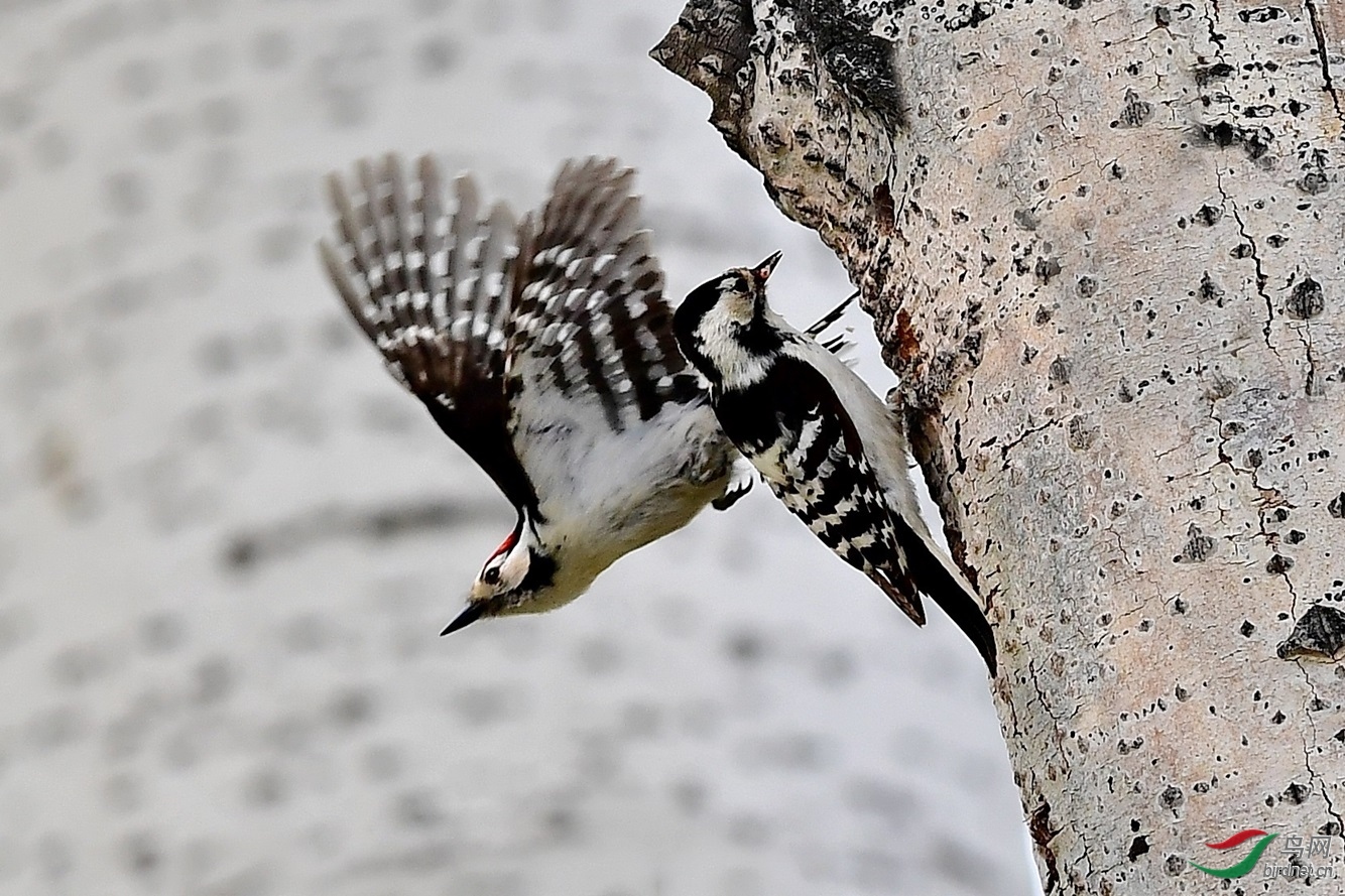 ��ľ���� ��ʦ����.jpg