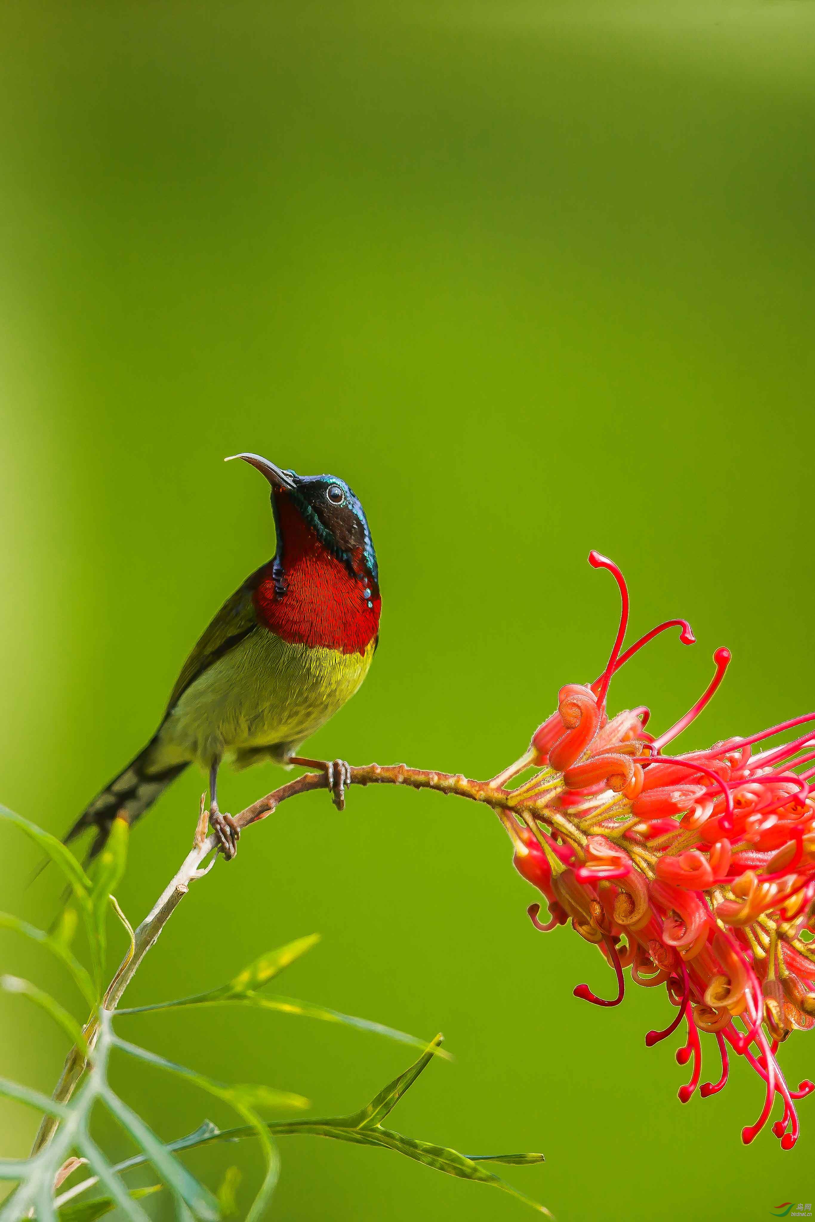 银桦花上的太阳鸟