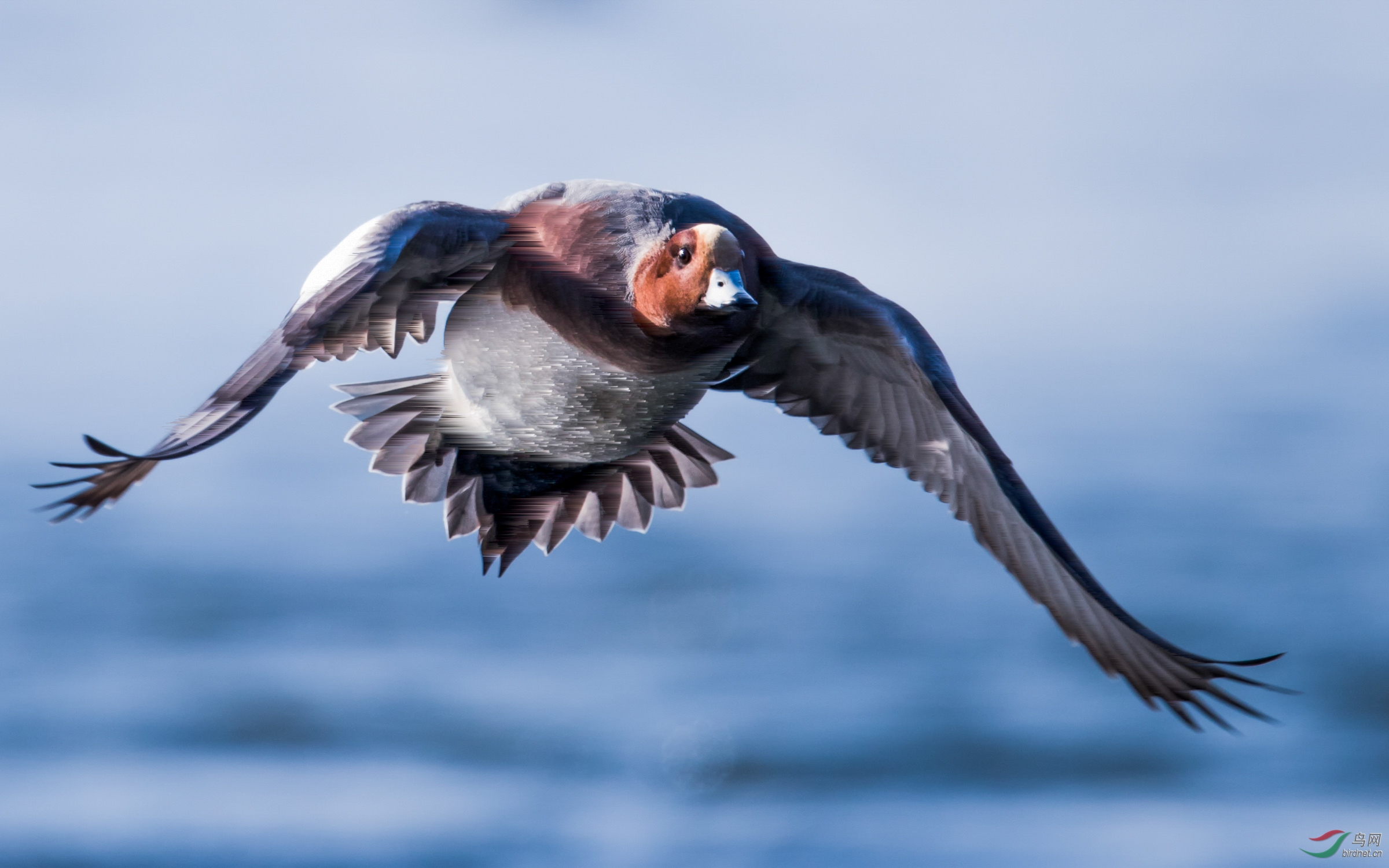 赤颈鸭迎风而飞