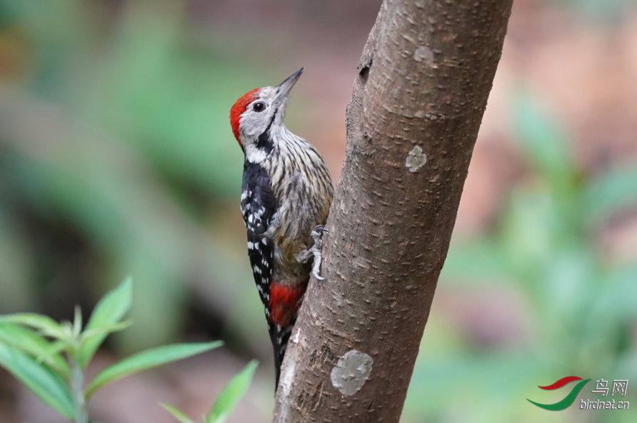纹胸啄木鸟