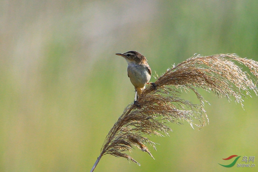 夏日的晨风 渐渐地温婉 在浩瀚的原野 悠扬绵延 牵携着绿色 青嫩的