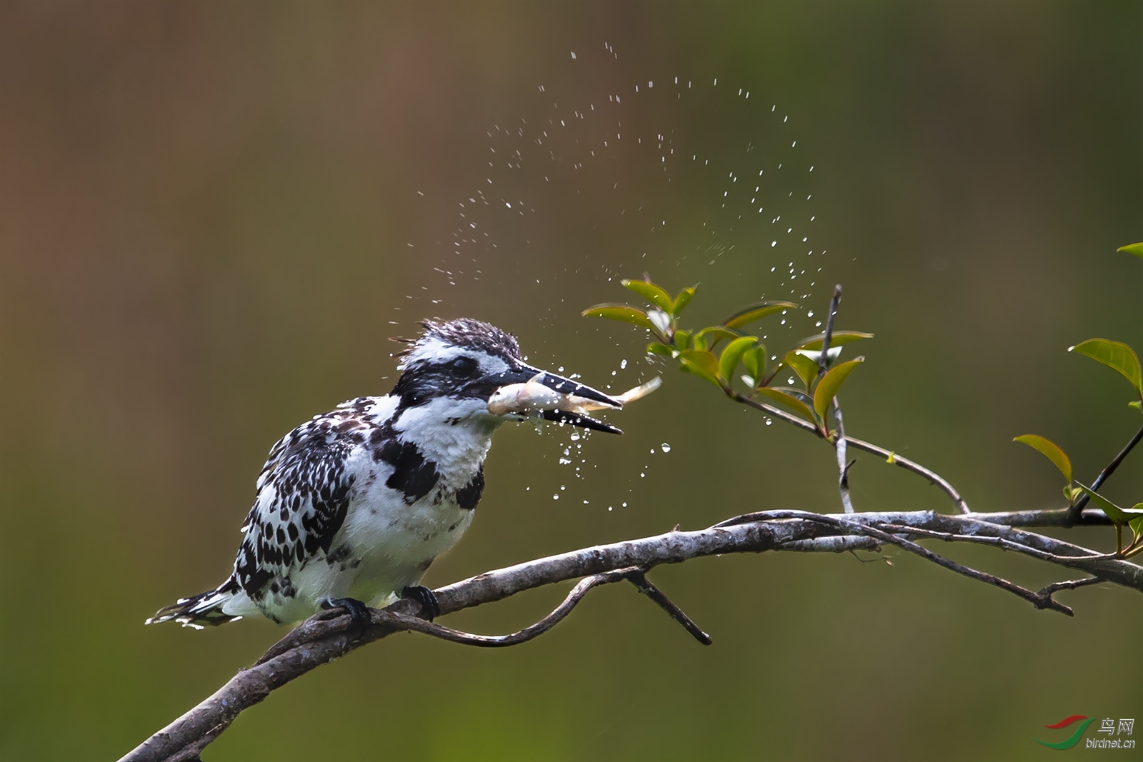 1DX_6362-1.jpg