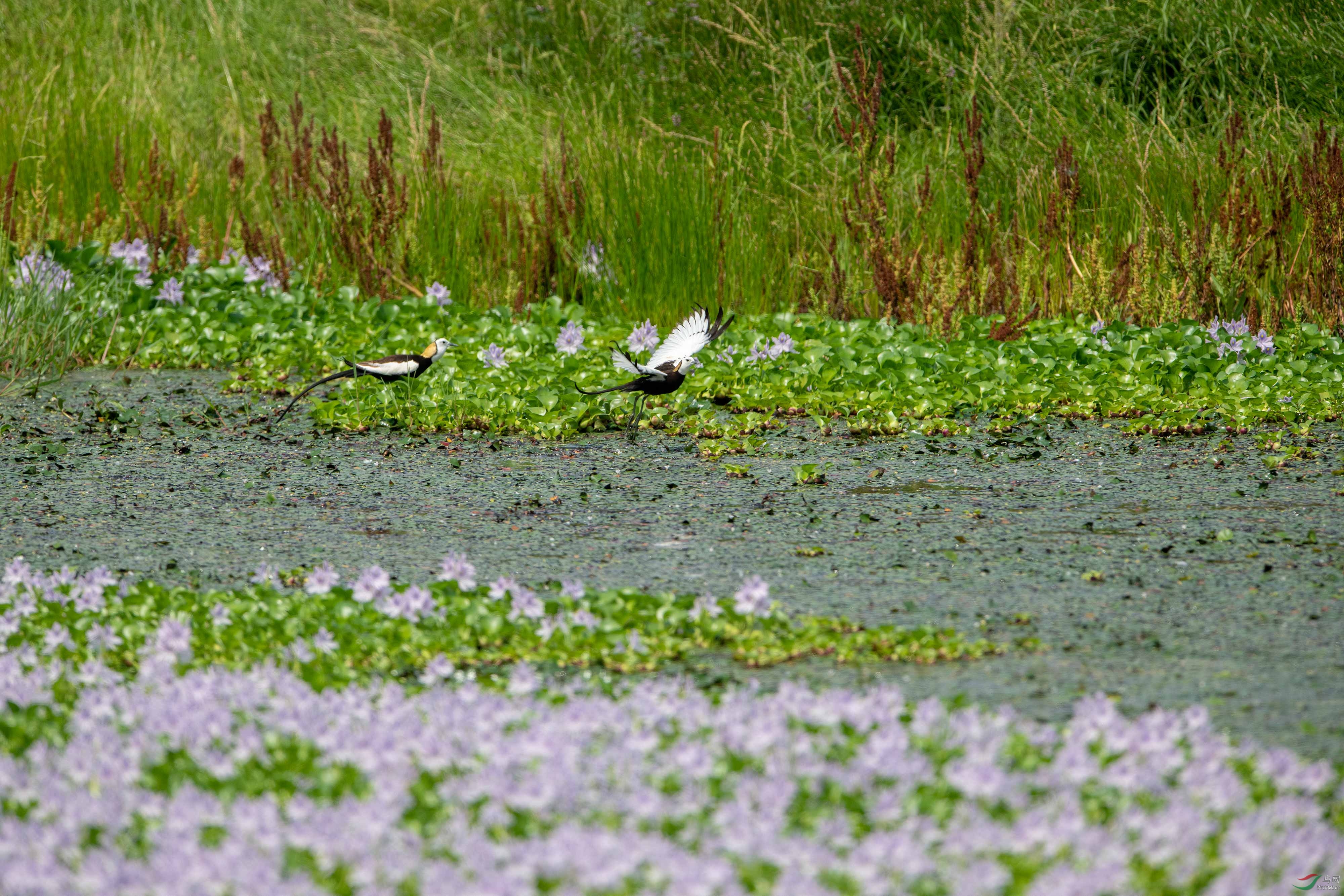 DSC_8376 ����.jpg