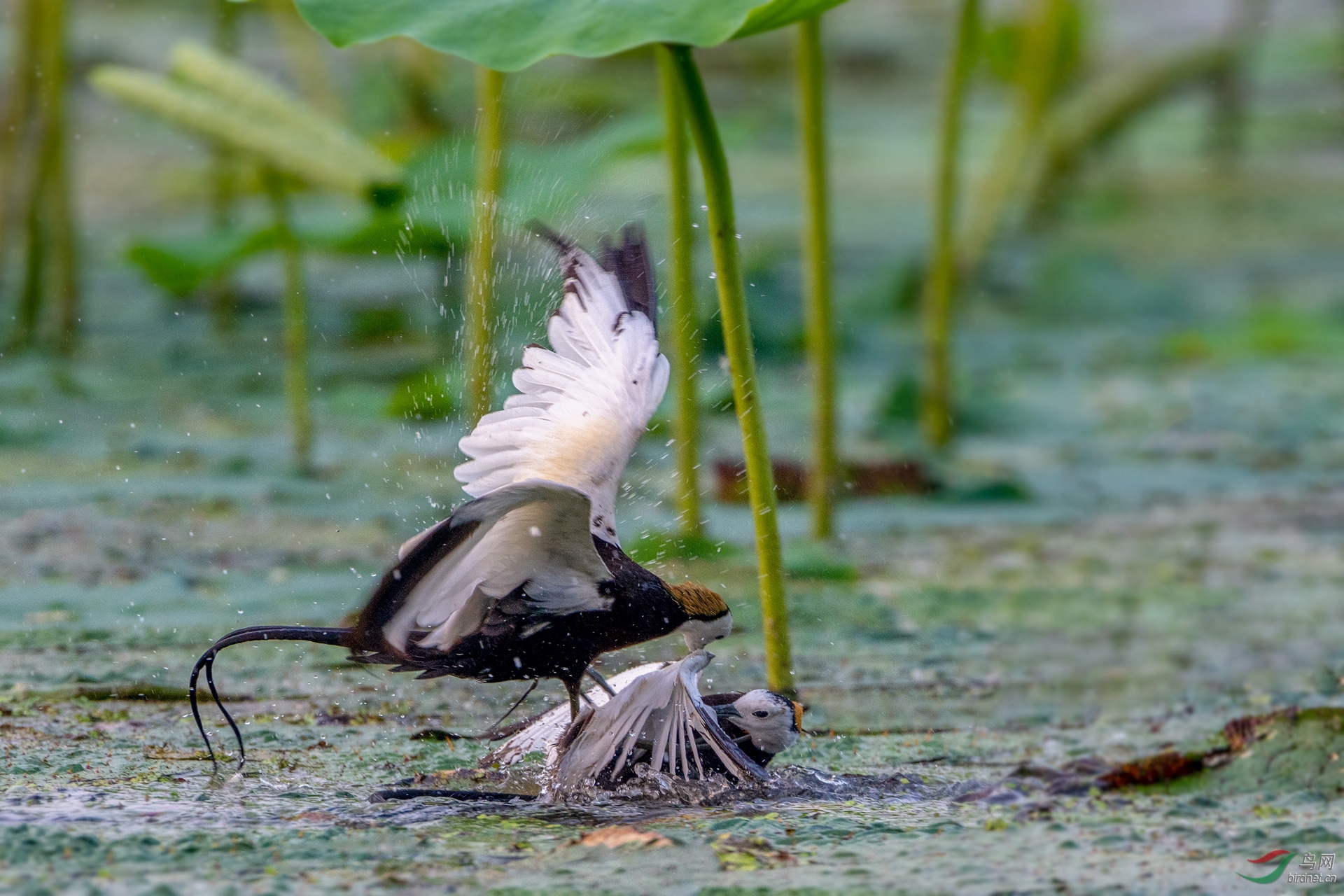 DSC_1124 ����.jpg