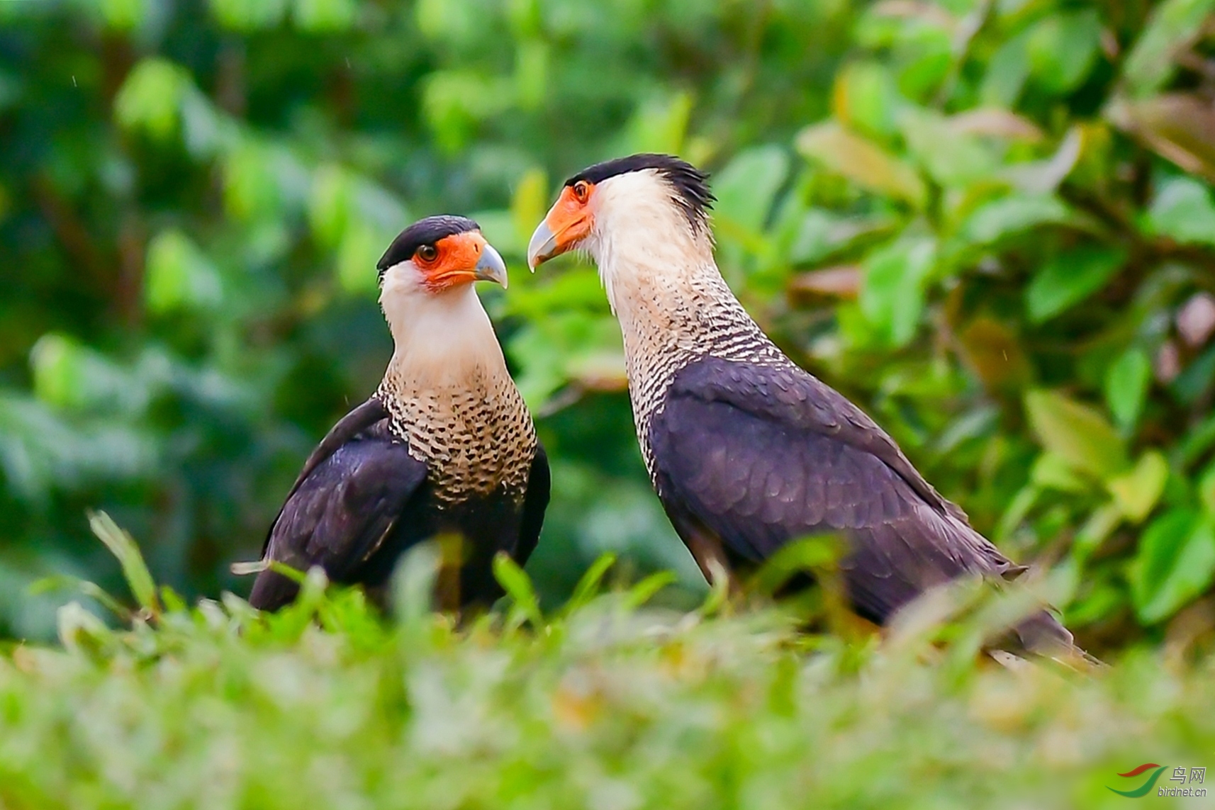 [國外] 墨西哥國鳥--鳳頭卡拉鷹(祝賀榮獲首頁圖文精華)