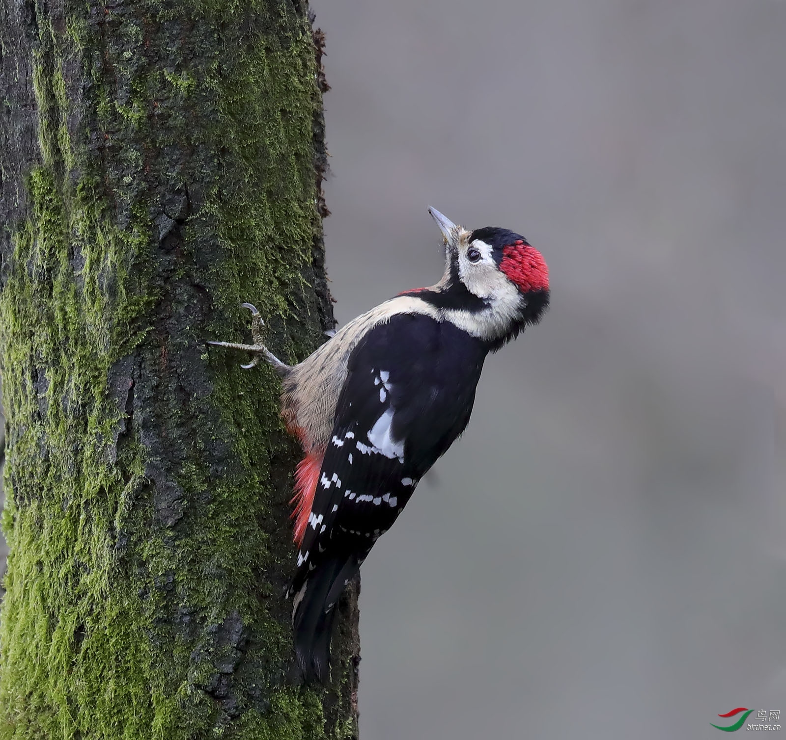 赤胸啄木鸟