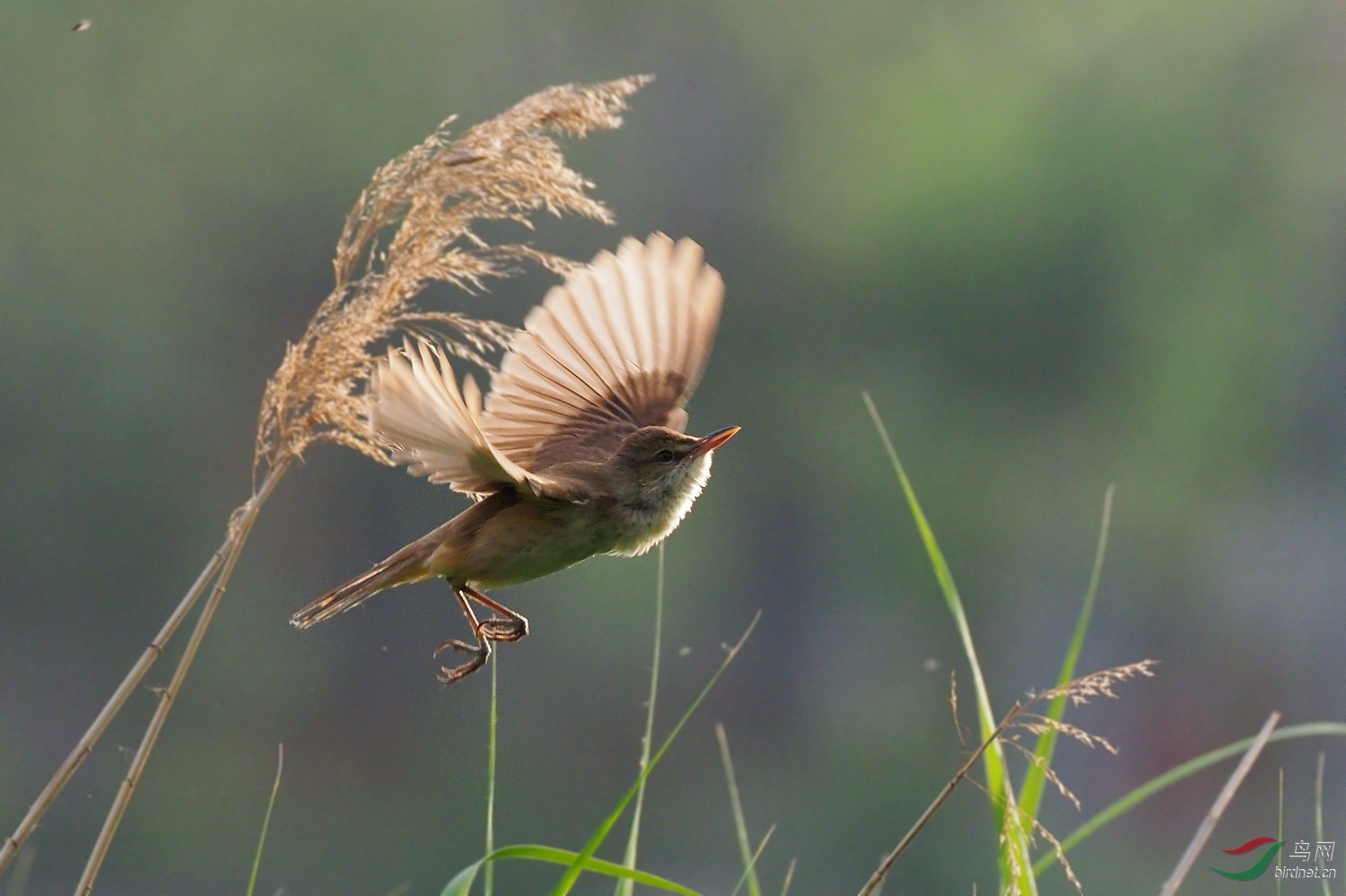 芦苇丛中的精灵1