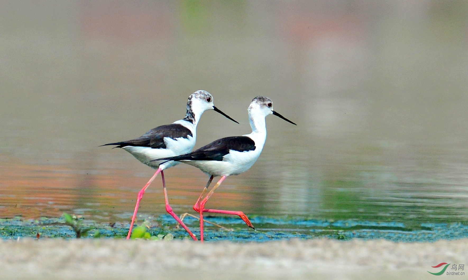 DSC_1514_conew5.jpg