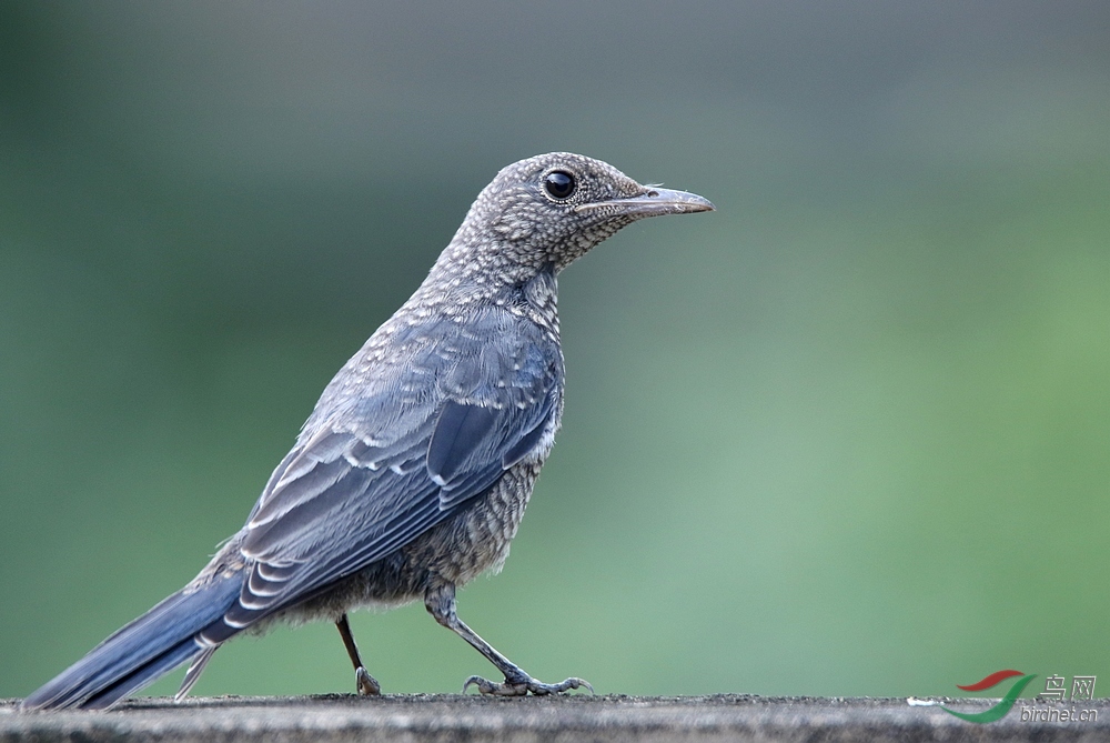 蓝矶鸫雌鸟