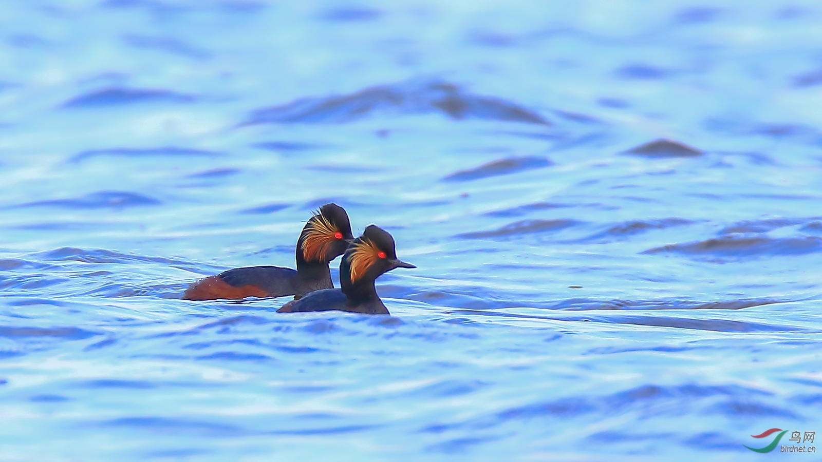 �ھ�����