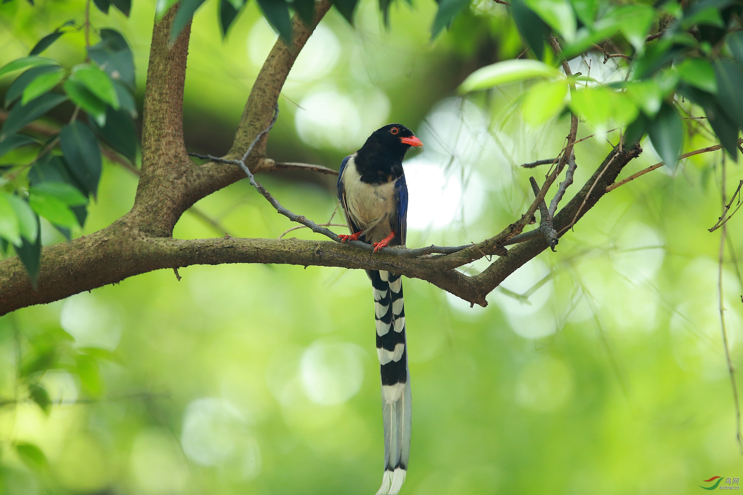 大学小区拍蓝鹃