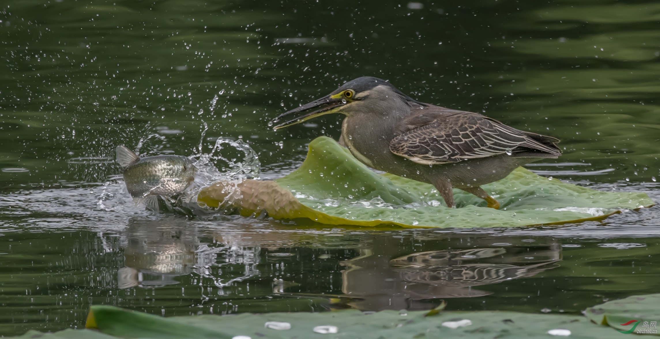 2020�����������ز���