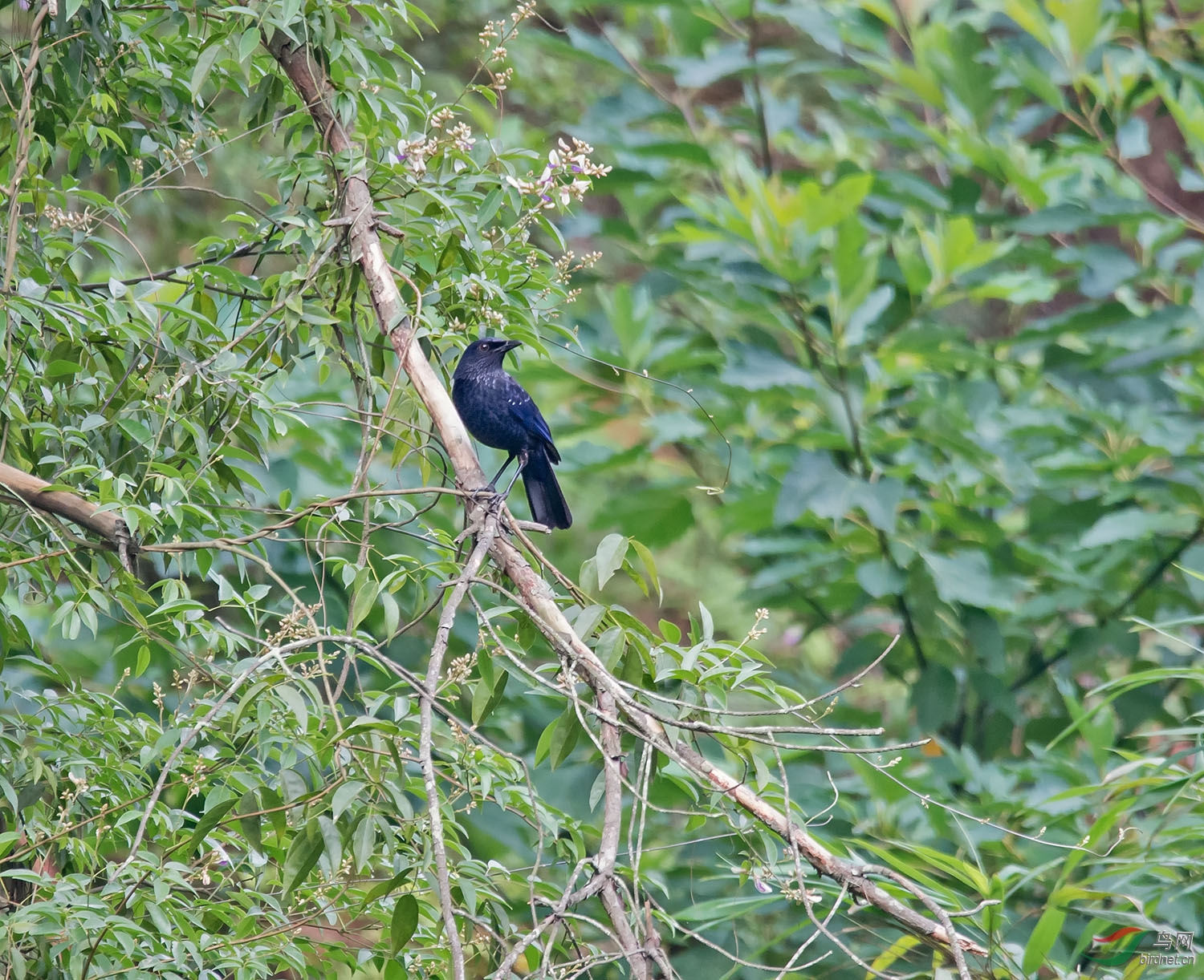DSC_7411.jpg