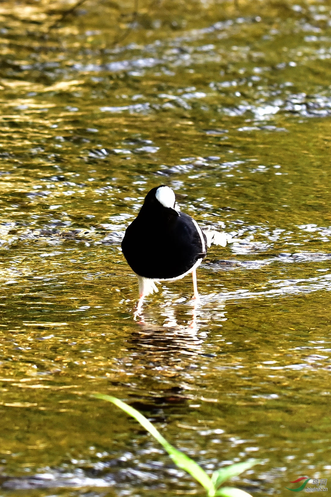 DSC_0202.JPG