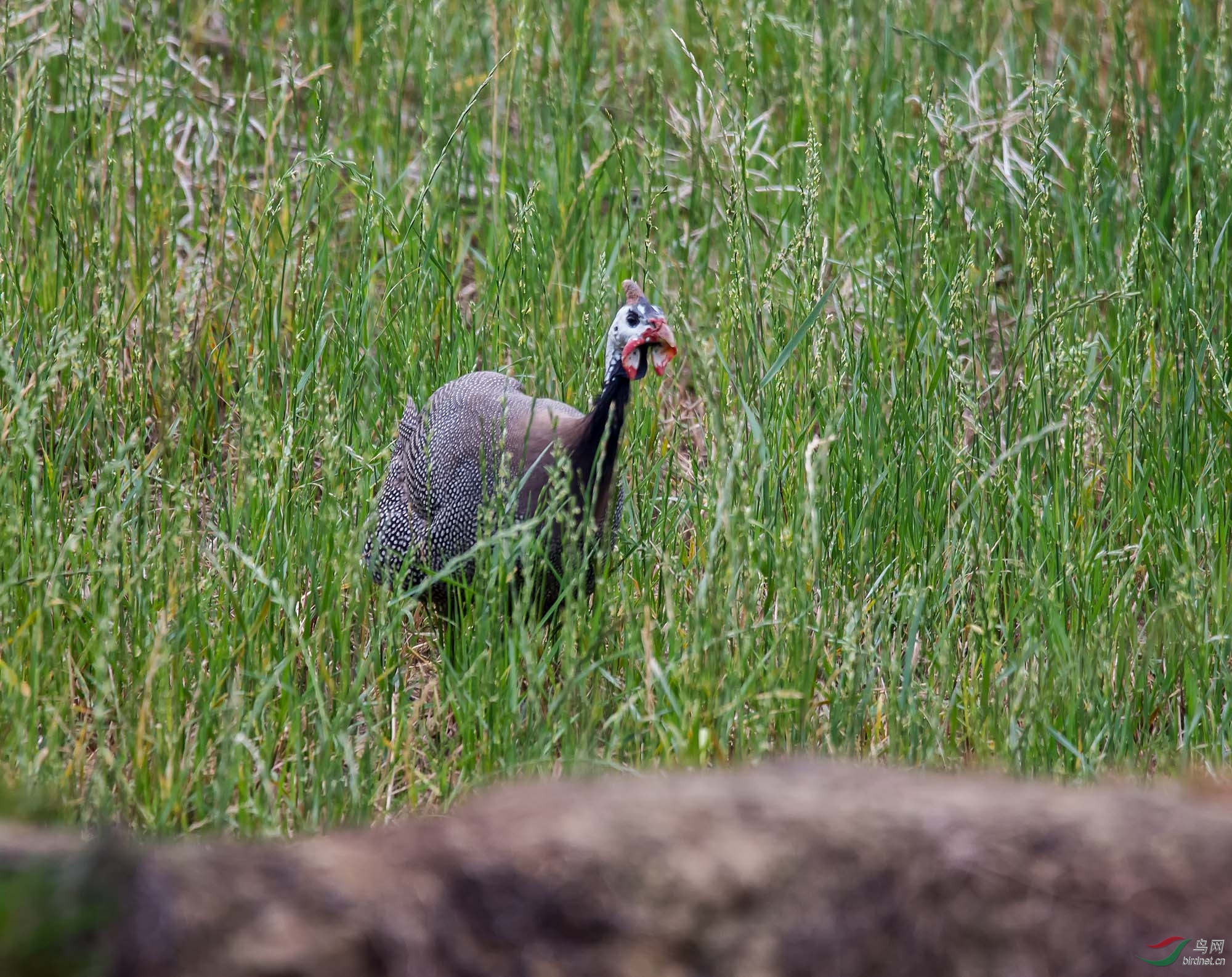 DSC_7484.jpg