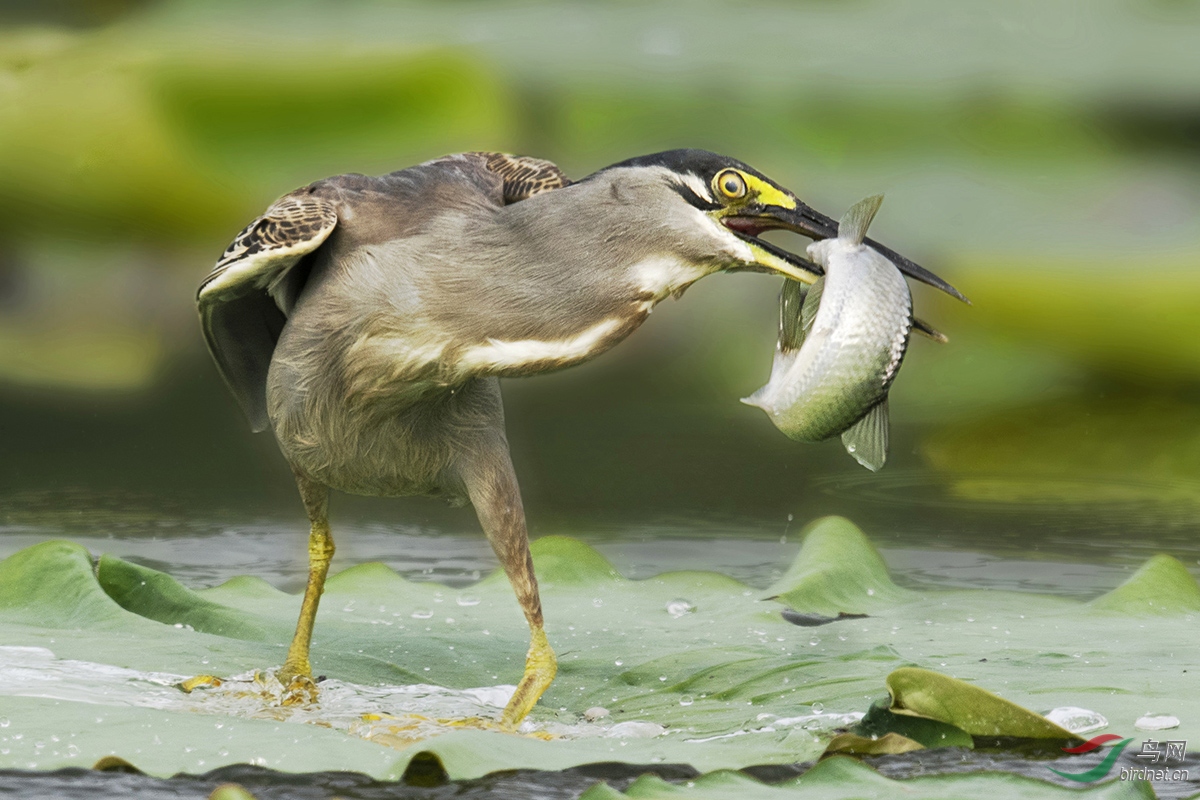 绿鹭捕鱼(祝贺荣获首页鸟类精华)