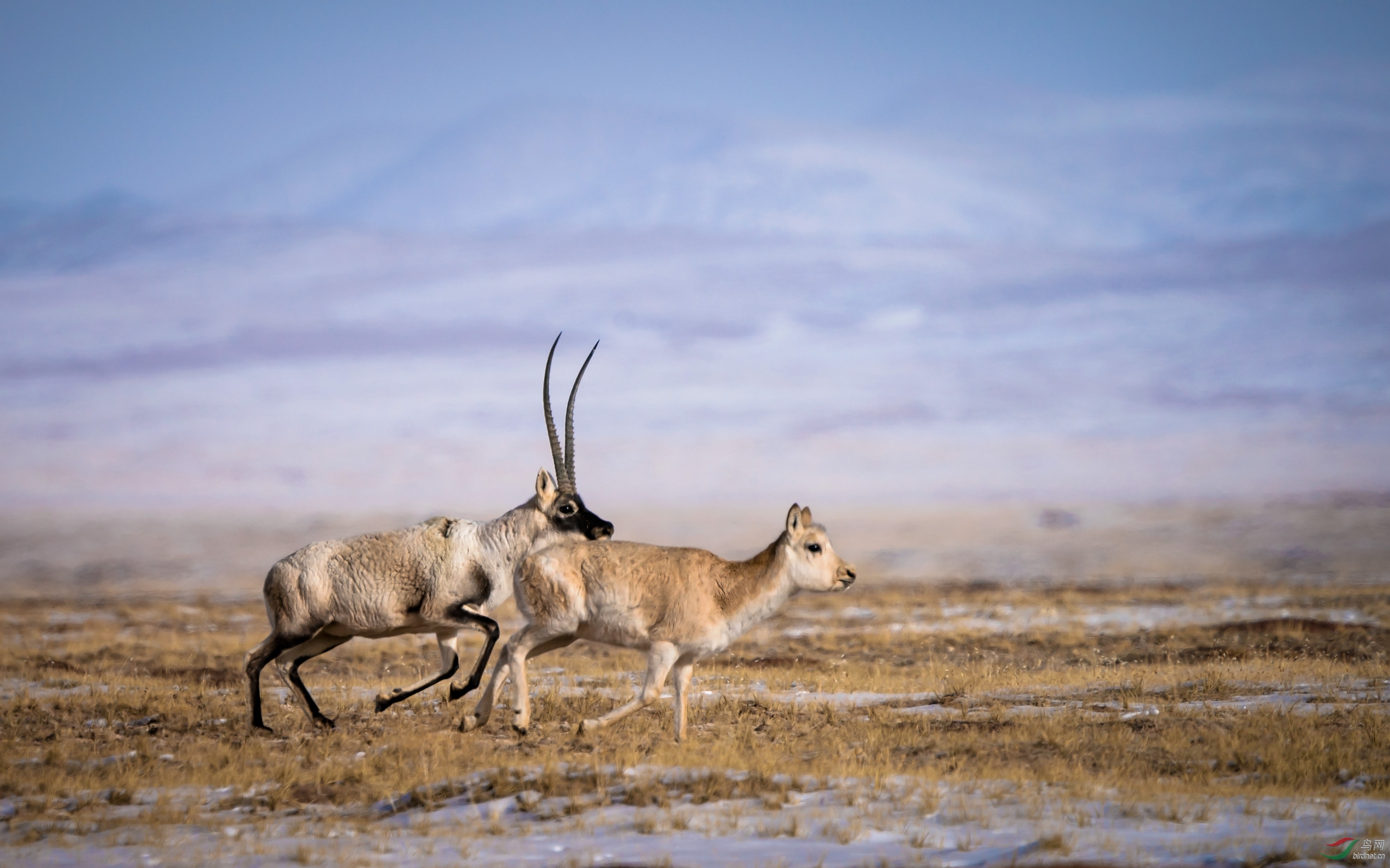 奔跑中的藏羚羊【贺获动物精华】