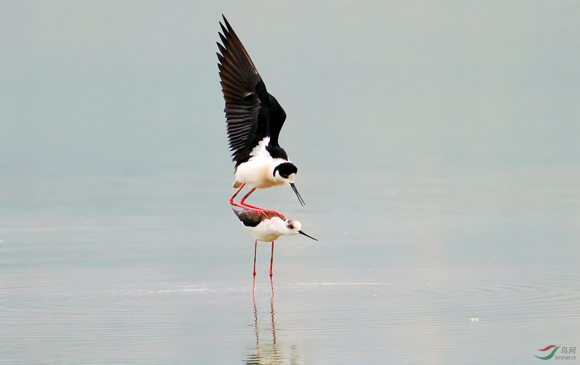 DSC_1053_conew1.jpg