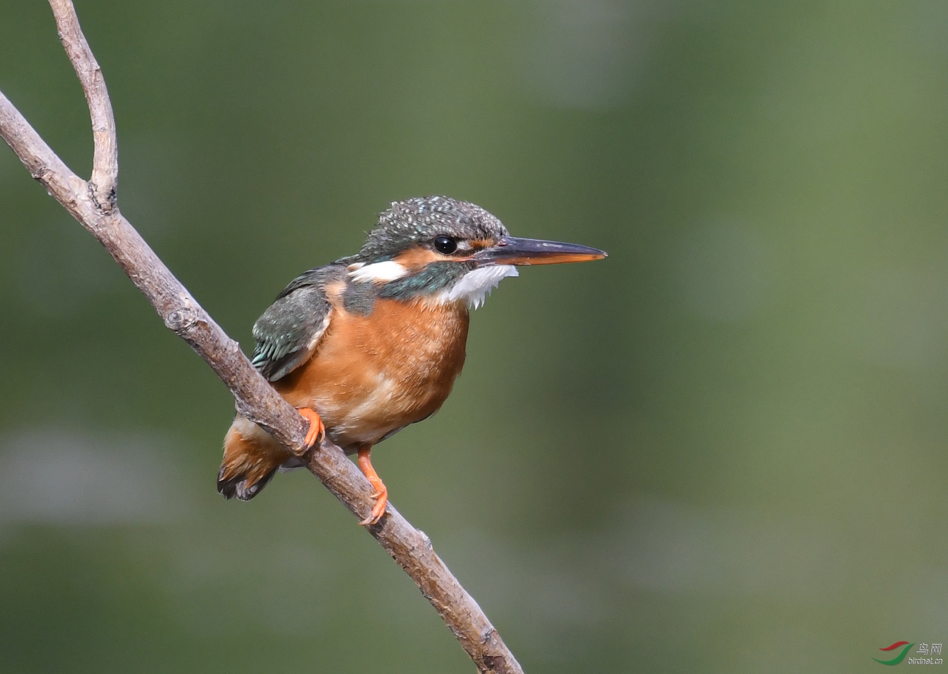 ������Ӱ 5955����.jpg