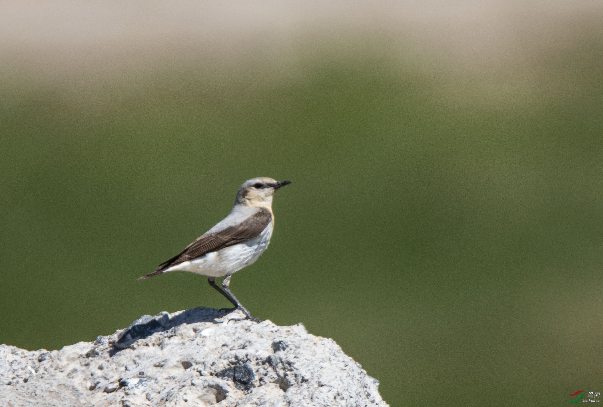 _DSC5964AB.jpg