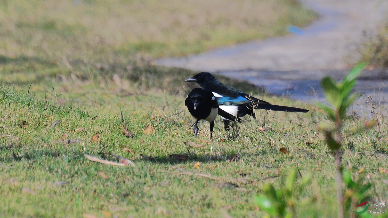 DSC_2591.JPG