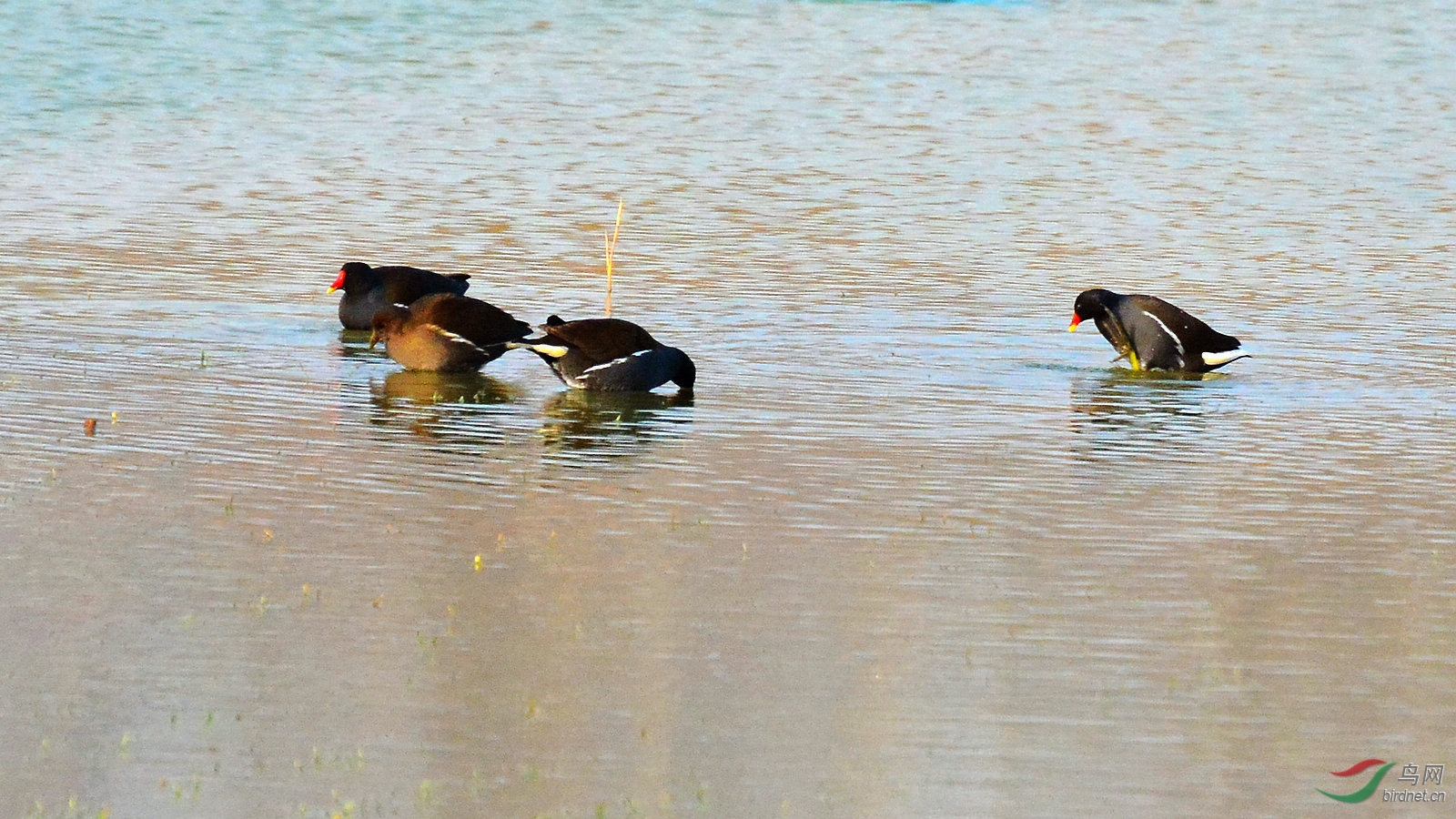 DSC_6068.JPG