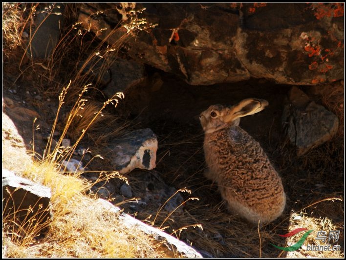 ����Ұ��