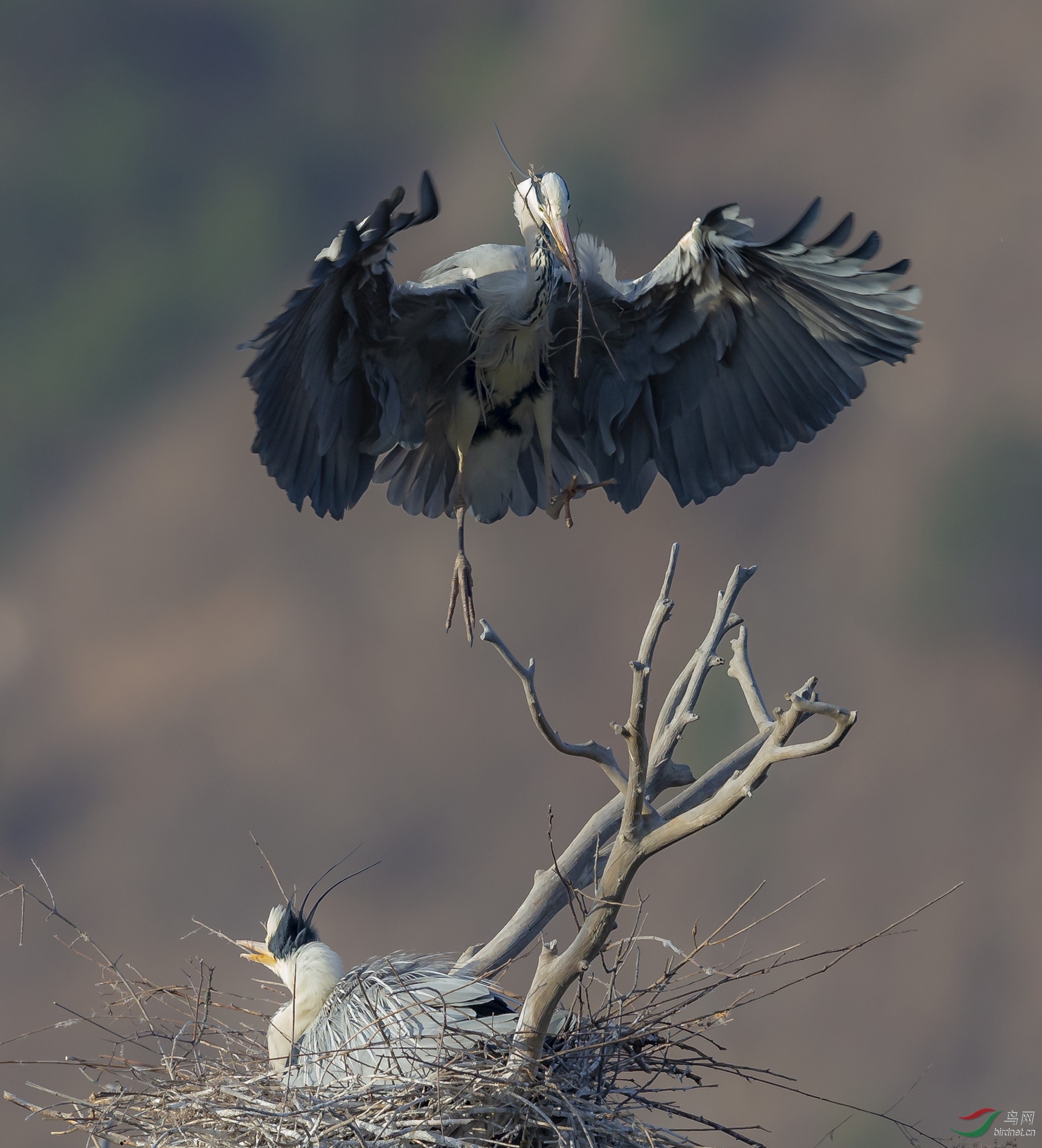 ����Ĳ���