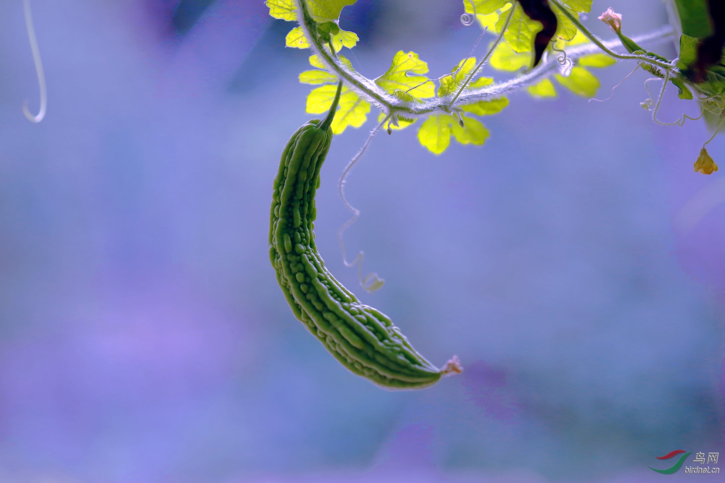 BG3A4823_����1_����.JPG