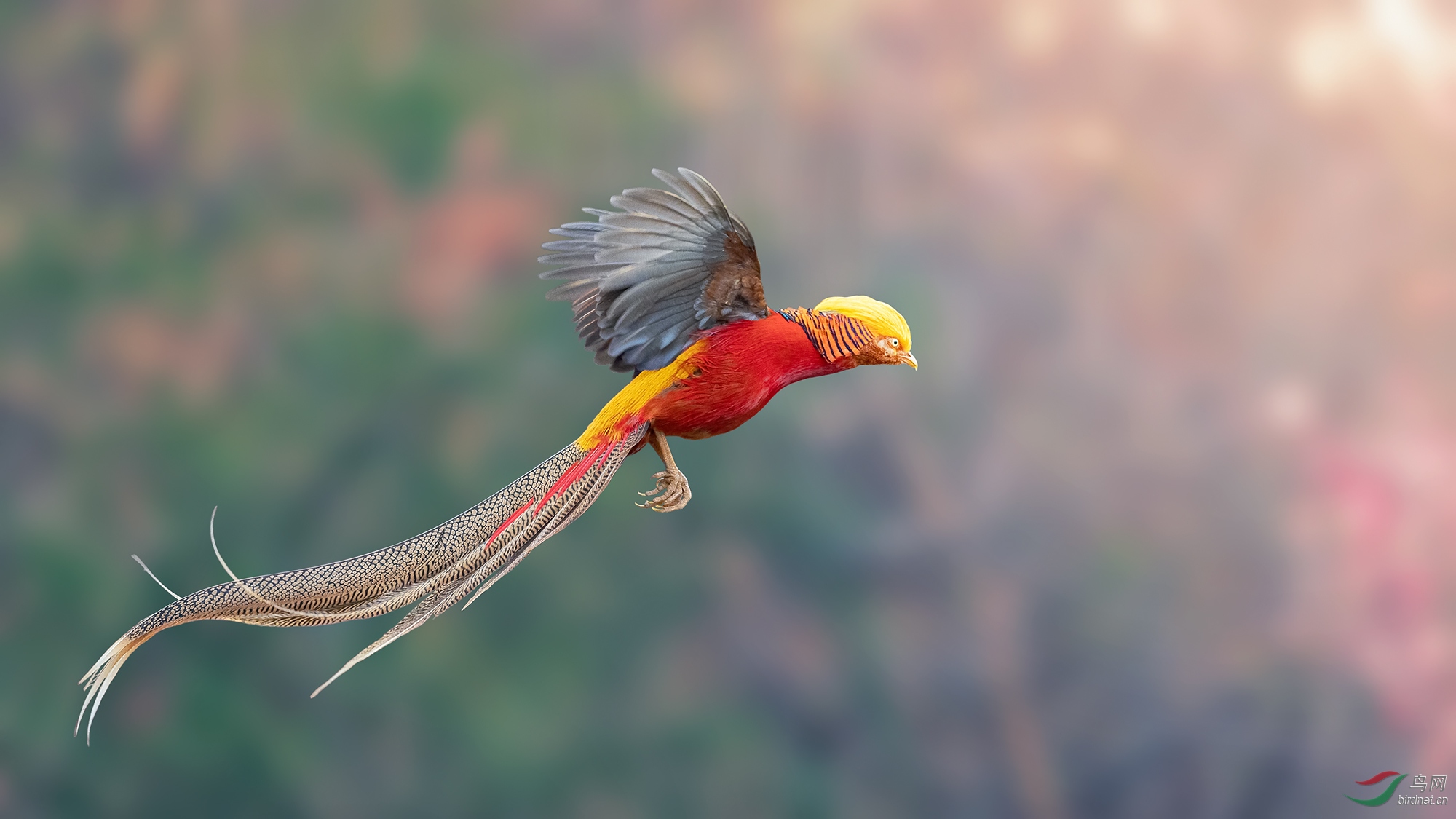红鸡飞翔(红腹锦鸡)
