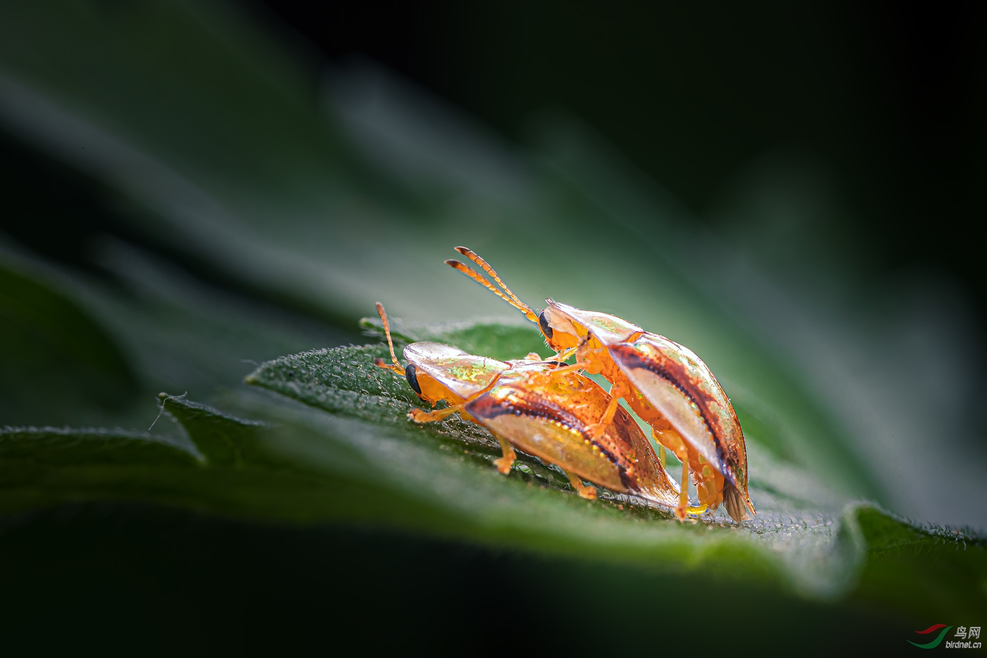 相恋中的金龟甲